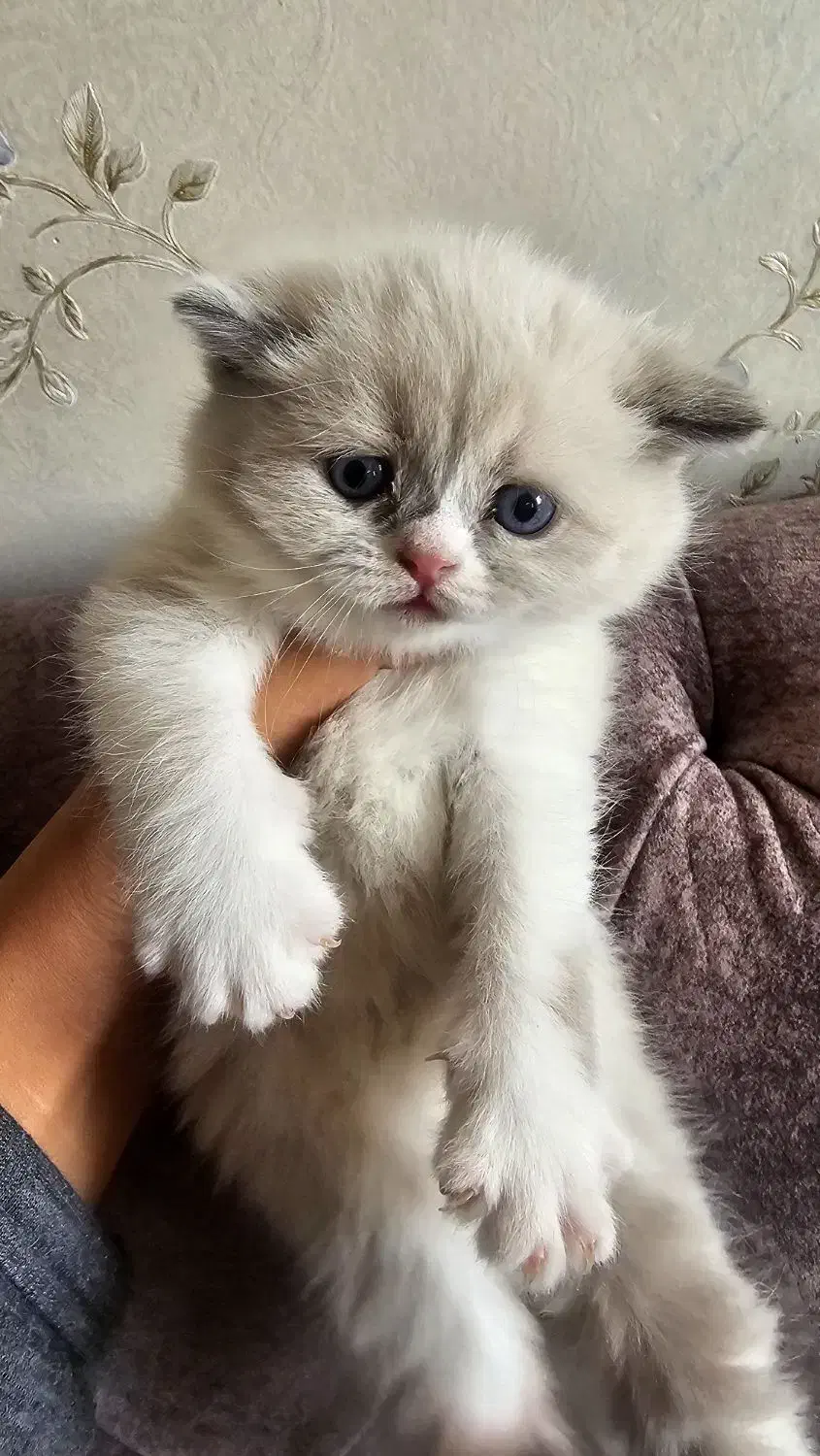 بچه گربه‌های اسکاتیش فولد اصیل آماده|گربه|کرمان, |دیوار