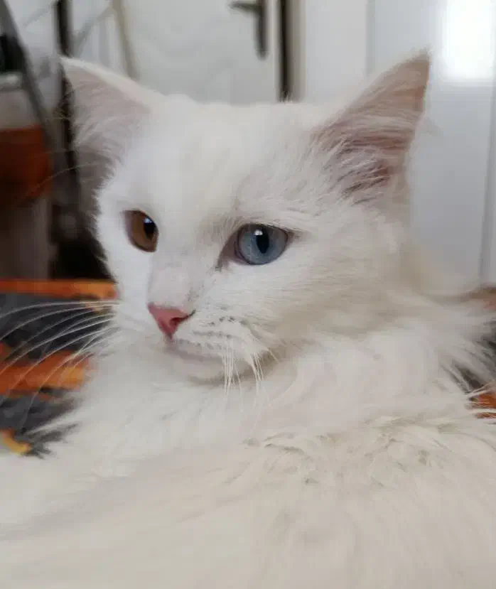 پرنسس خانم|گربه|تبریز, |دیوار