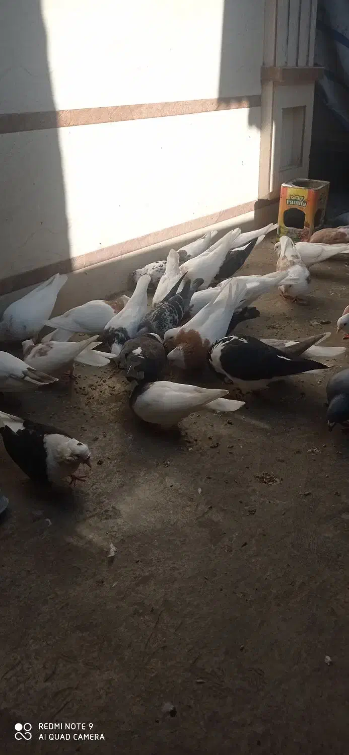 تعدادی رنگی و آلمانی مکس وسبز|پرنده|مینودشت, |دیوار