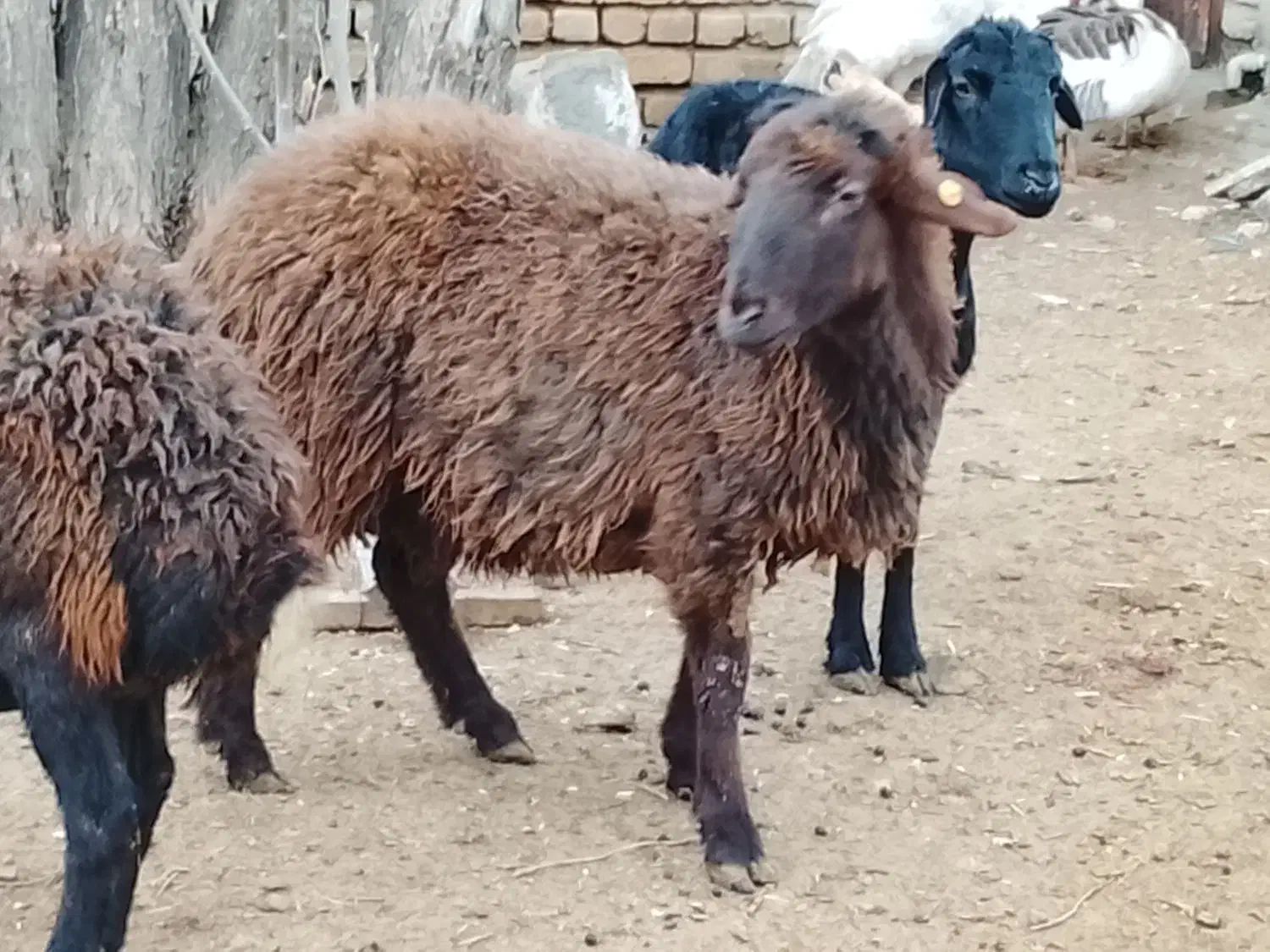 قوچ همو|حیوانات مزرعه|سلطانیه, |دیوار