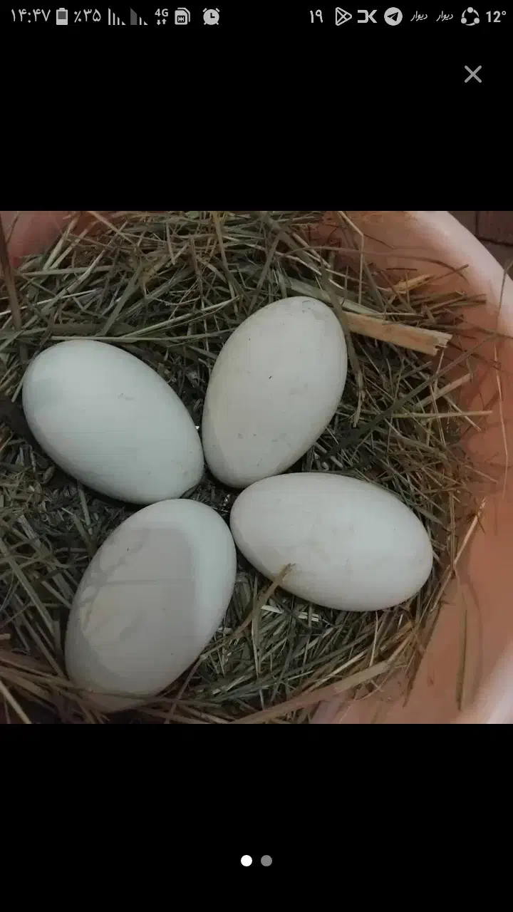 تخم غاز محلی|حیوانات مزرعه|تالش, طولارود|دیوار