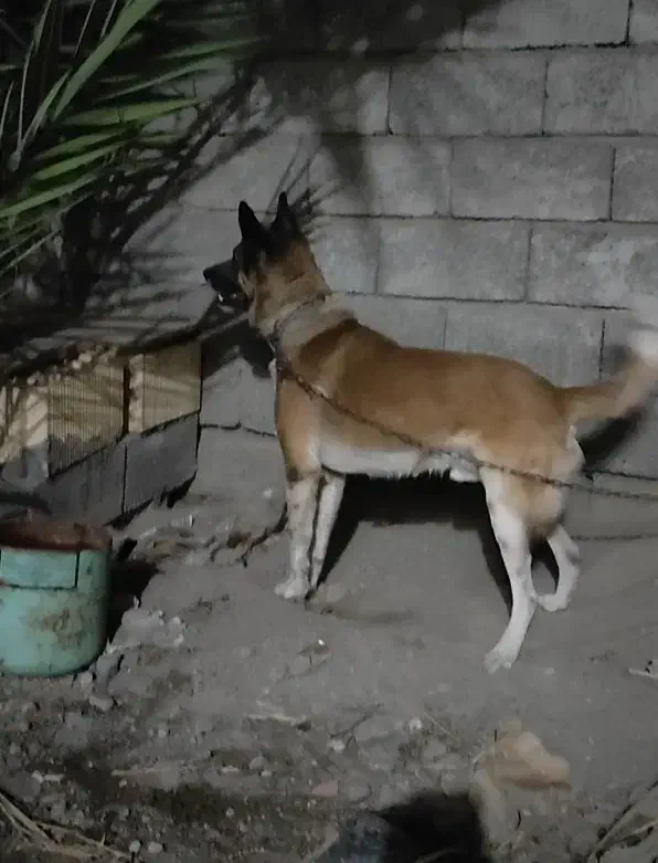 سگ ژرمن نگهبان|سگ|کهنوج, |دیوار