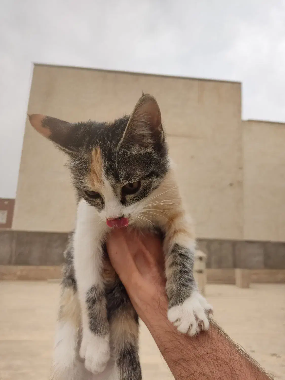 واگذاری بچه گربه|گربه|قم, پردیسان|دیوار