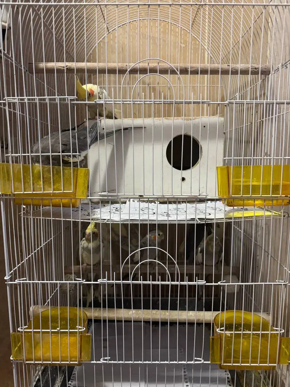 عروس هلندی رام مولد|پرنده|تهران, سازمان آب|دیوار