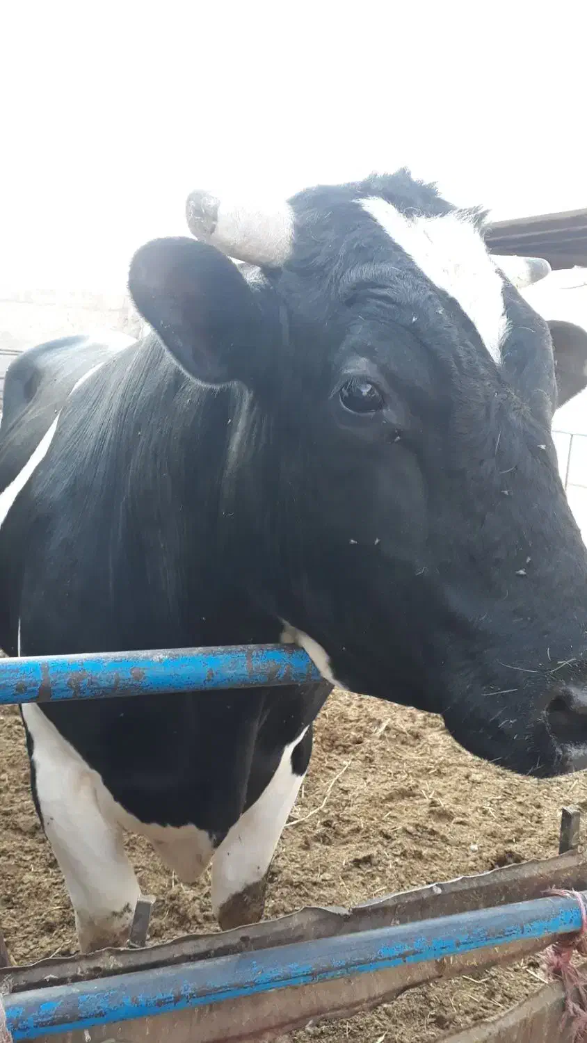 فروش یک جا گاو و گوساله|حیوانات مزرعه|فولادشهر, فولادشهر|دیوار