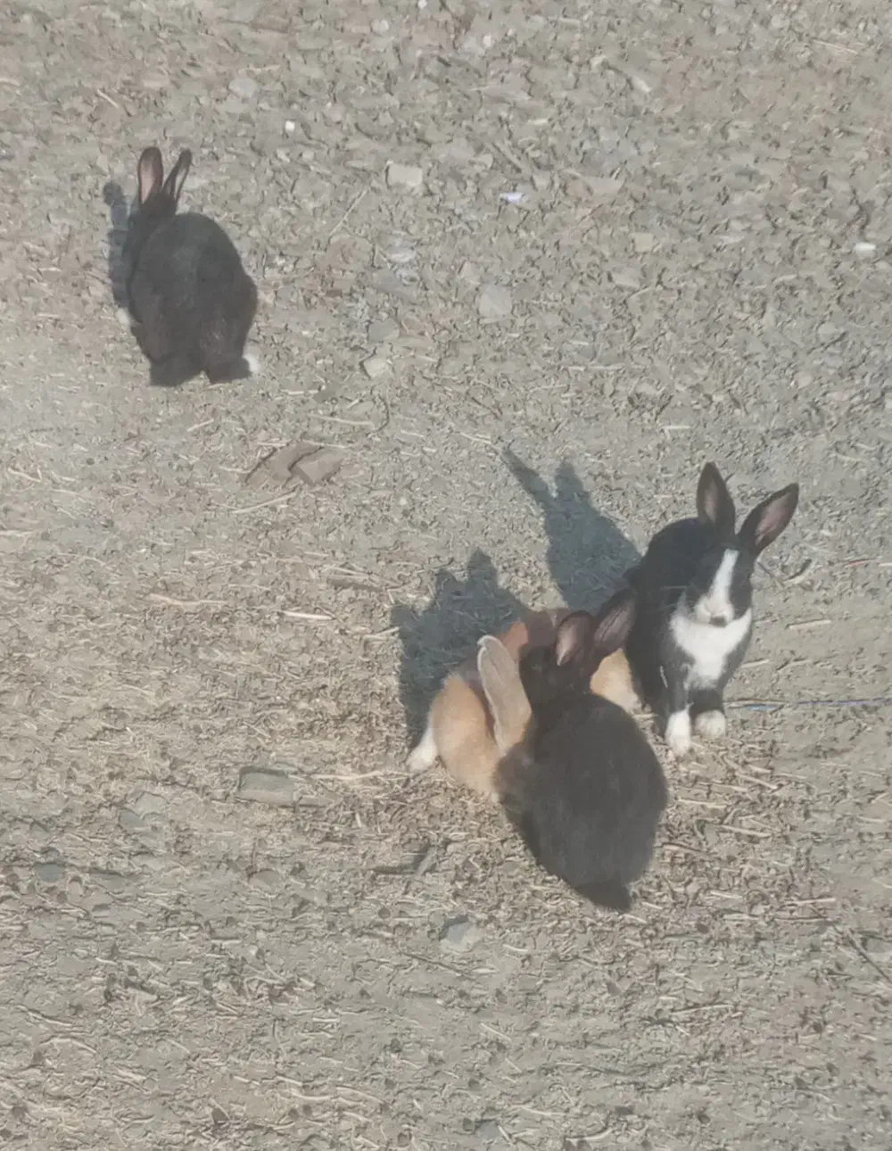 خرگوش ۱۶عدد|موش و خرگوش|سنندج, |دیوار