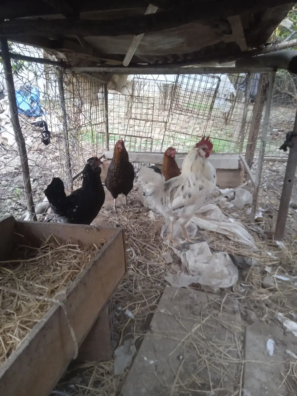 خروس و مرغ گلین|پرنده|رستمکلا, |دیوار