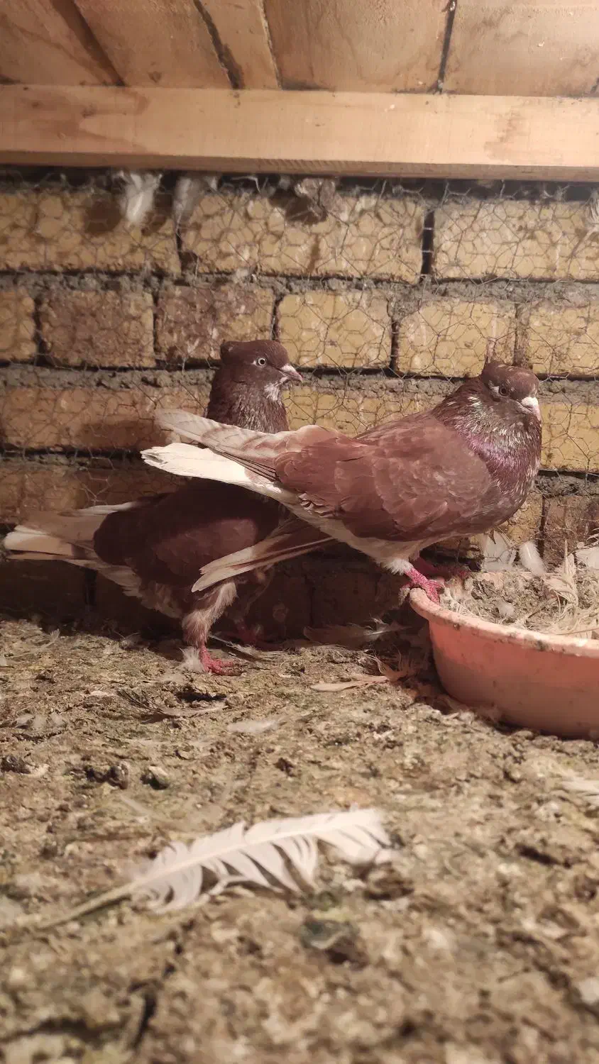 کبوتر|پرنده|نوشین شهر, |دیوار