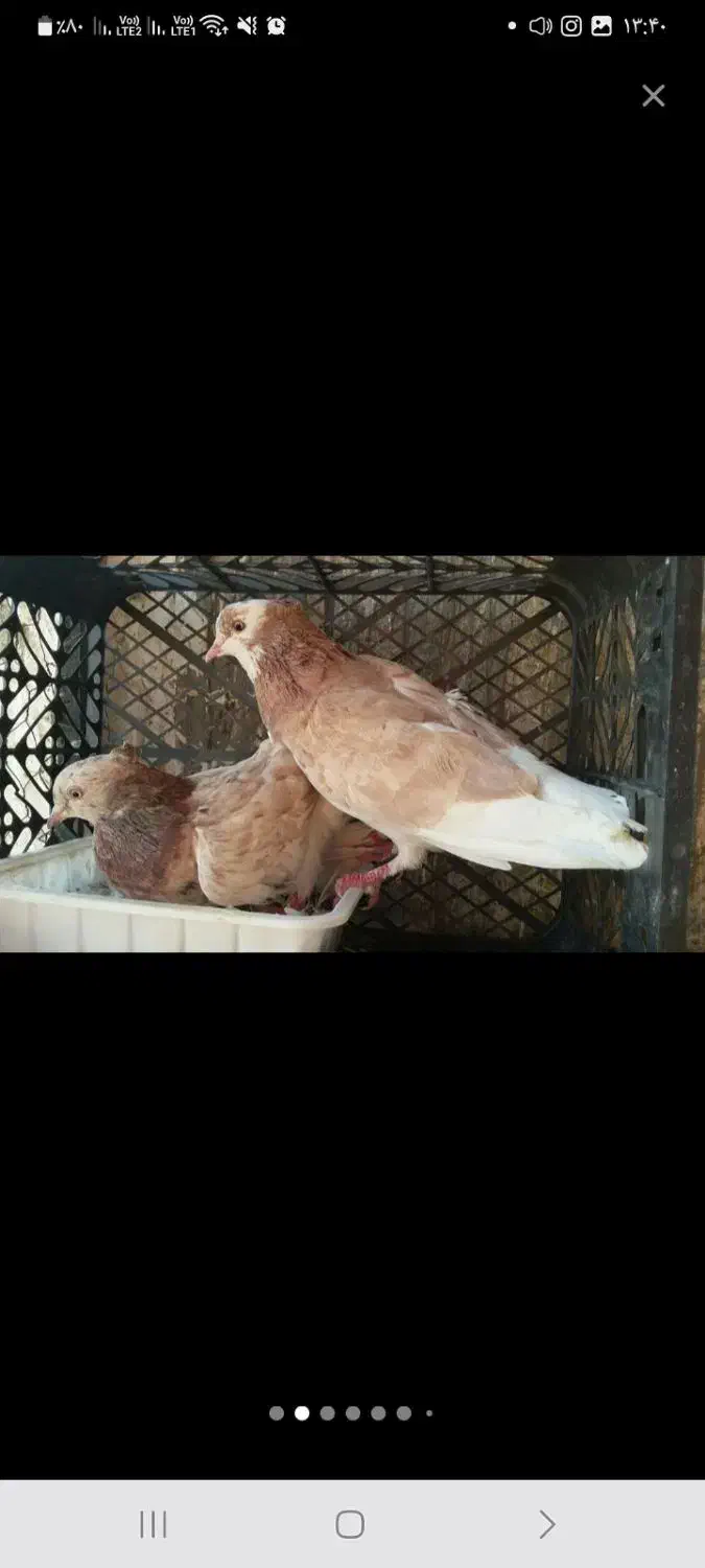 ۱۲ تا کفتر پرشی و ساعت دار|پرنده|آفتاب, |دیوار