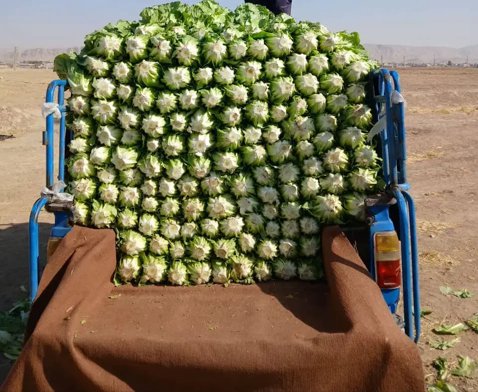 کاهو درجه یک|خوردنی و آشامیدنی|رومشکان, |دیوار