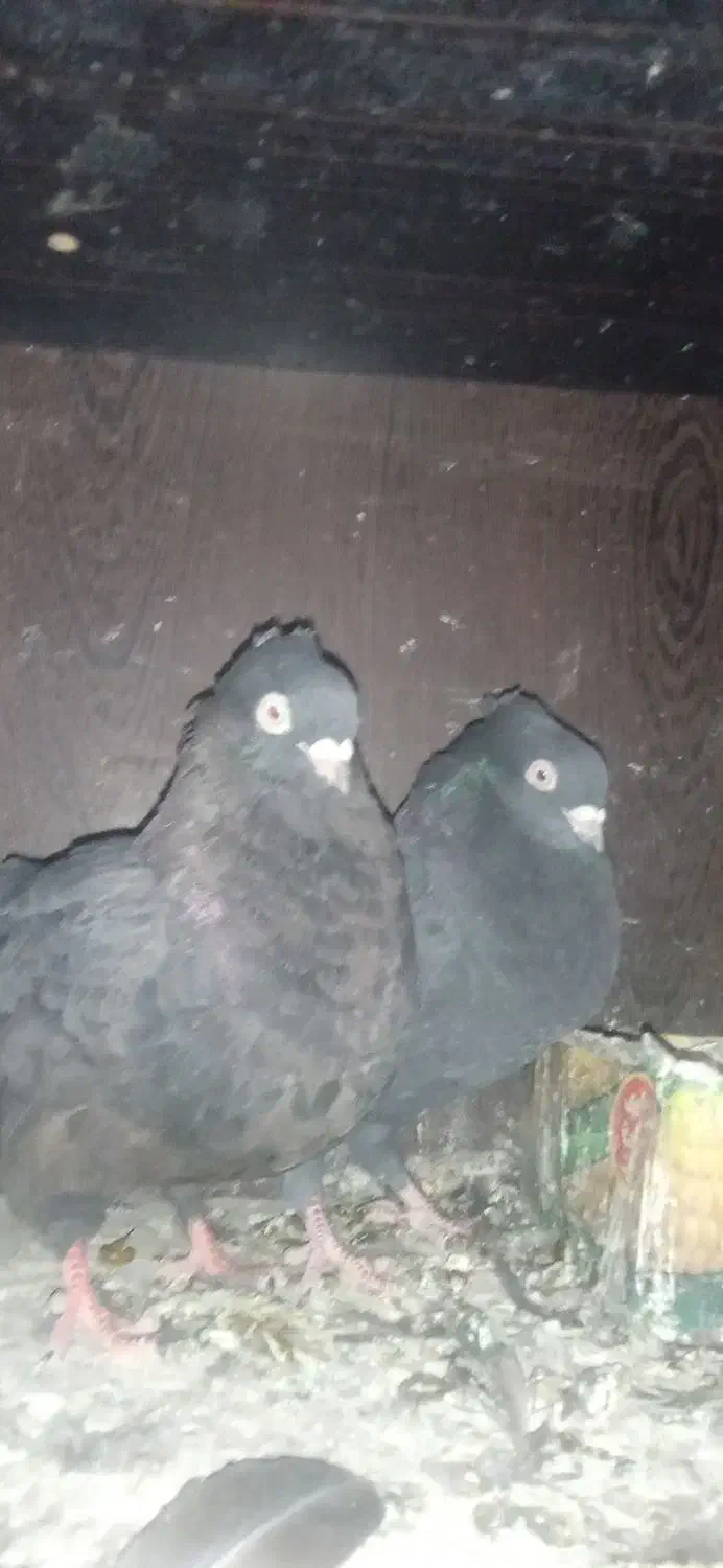 جفت زاغ بمی کلافه|پرنده|نرماشیر, |دیوار