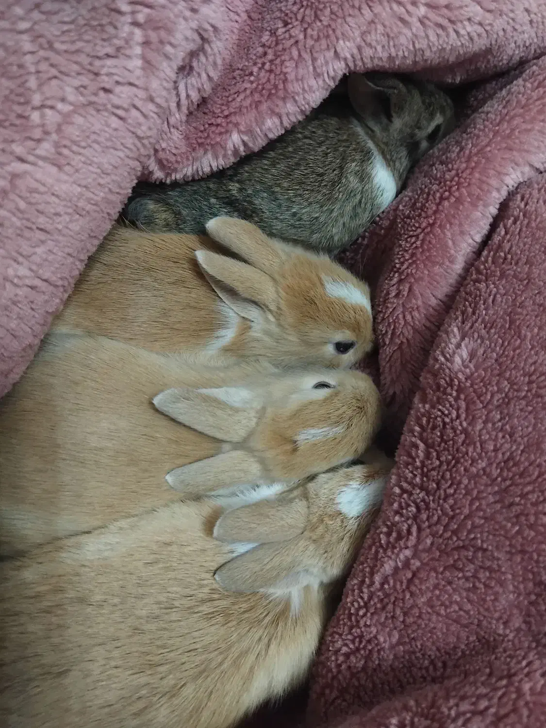 بچه خرگوش و خرگوش نر و ماده|موش و خرگوش|سیاهکل, |دیوار