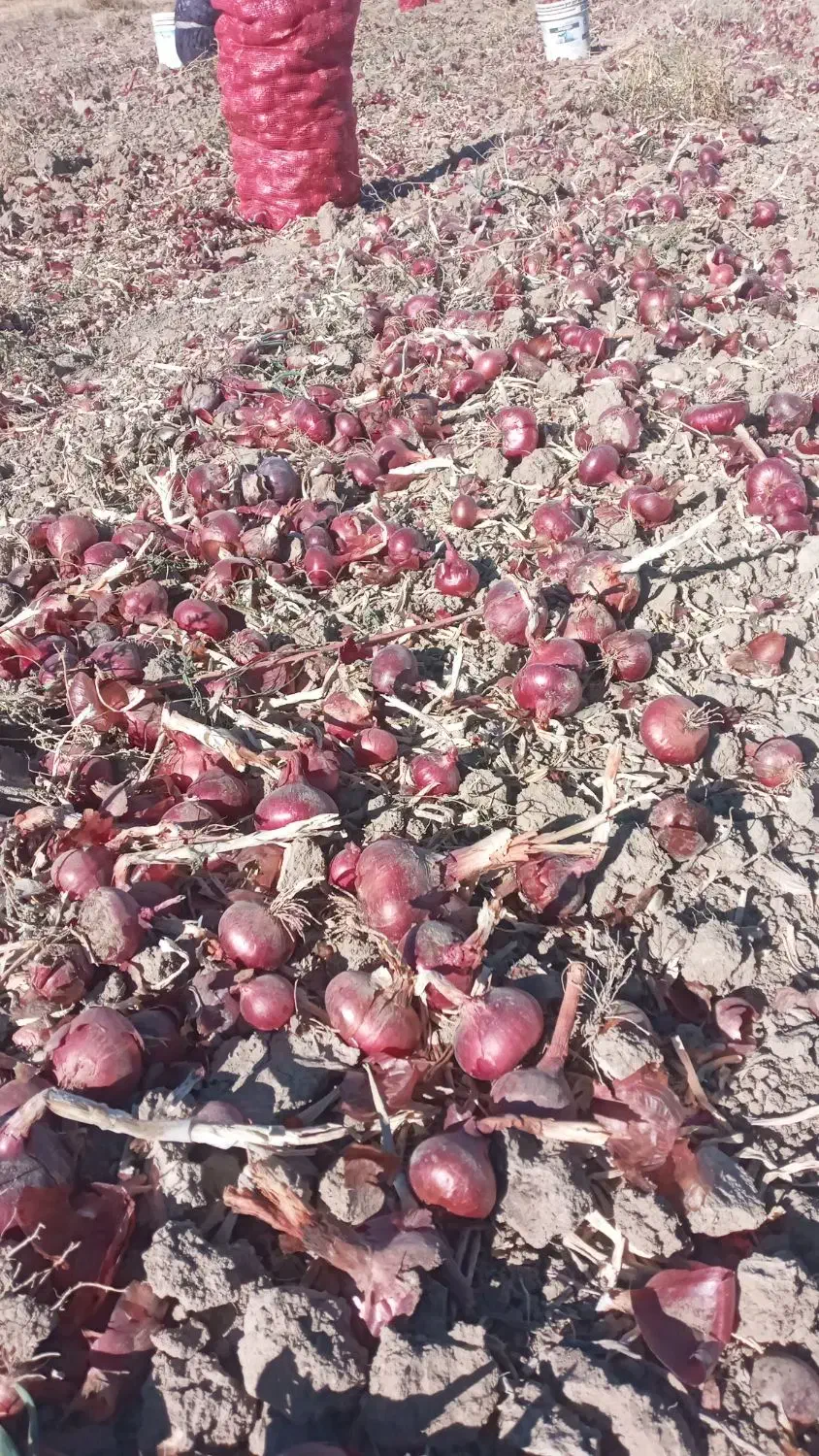 پیاز بنابی خوشرنگ اطراف حمیل|خوردنی و آشامیدنی|حمیل, |دیوار