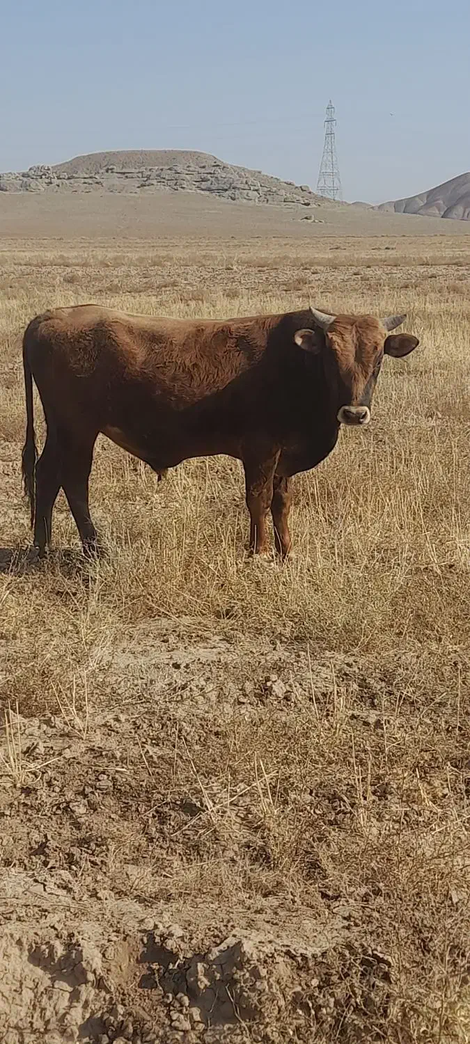 گاو نر گوشتی|حیوانات مزرعه|خواجه, |دیوار