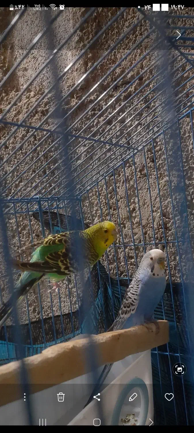 مرغ عشق|پرنده|خلخال, |دیوار