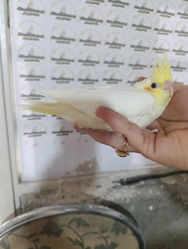 عروس هلندی جوجه بالغ جفت|پرنده|شیراز, پودنک|دیوار