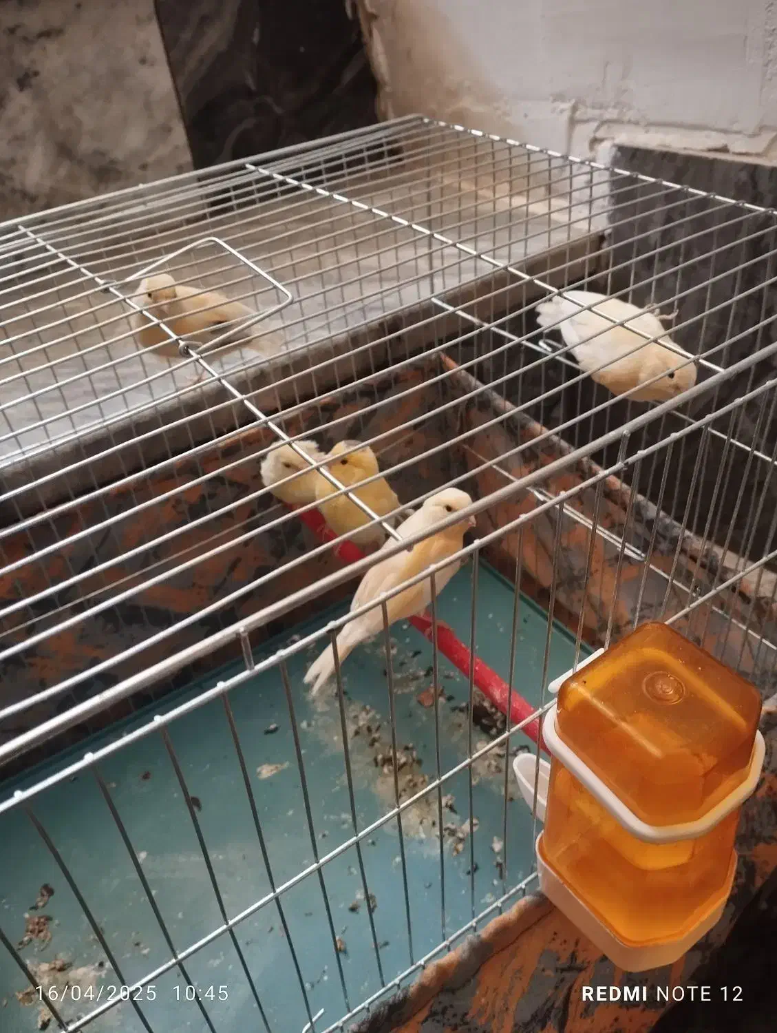 قناری|اشیا|کوهدشت, |دیوار