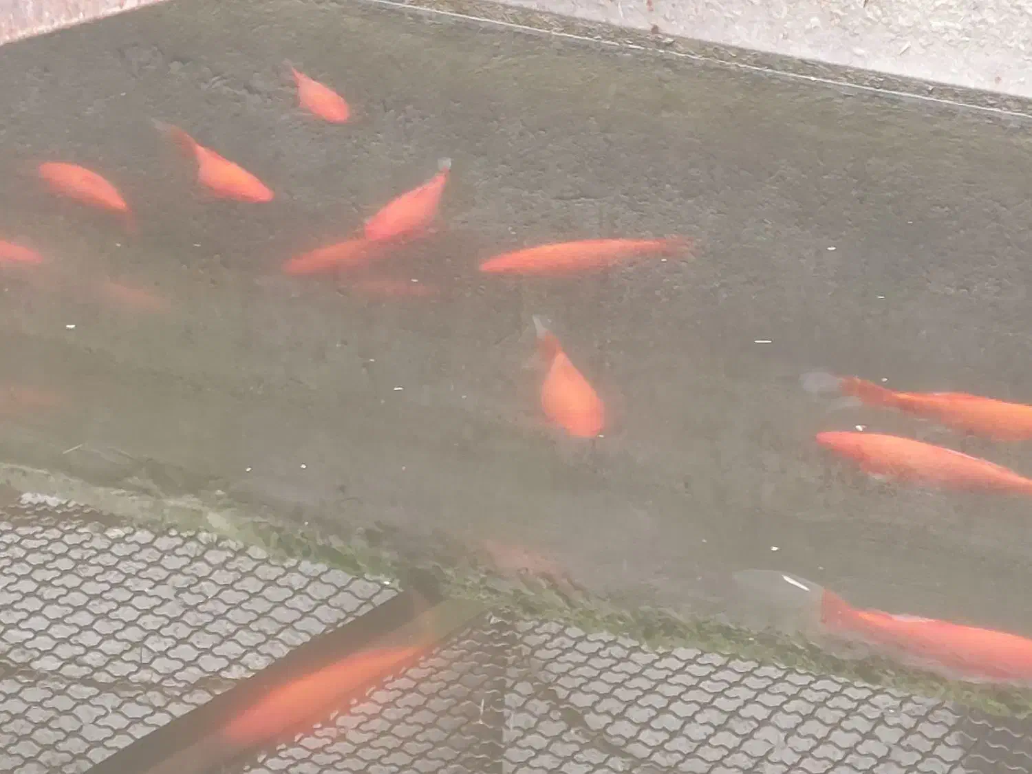 ماهی قرمز|ماهی|گنبد کاووس, |دیوار