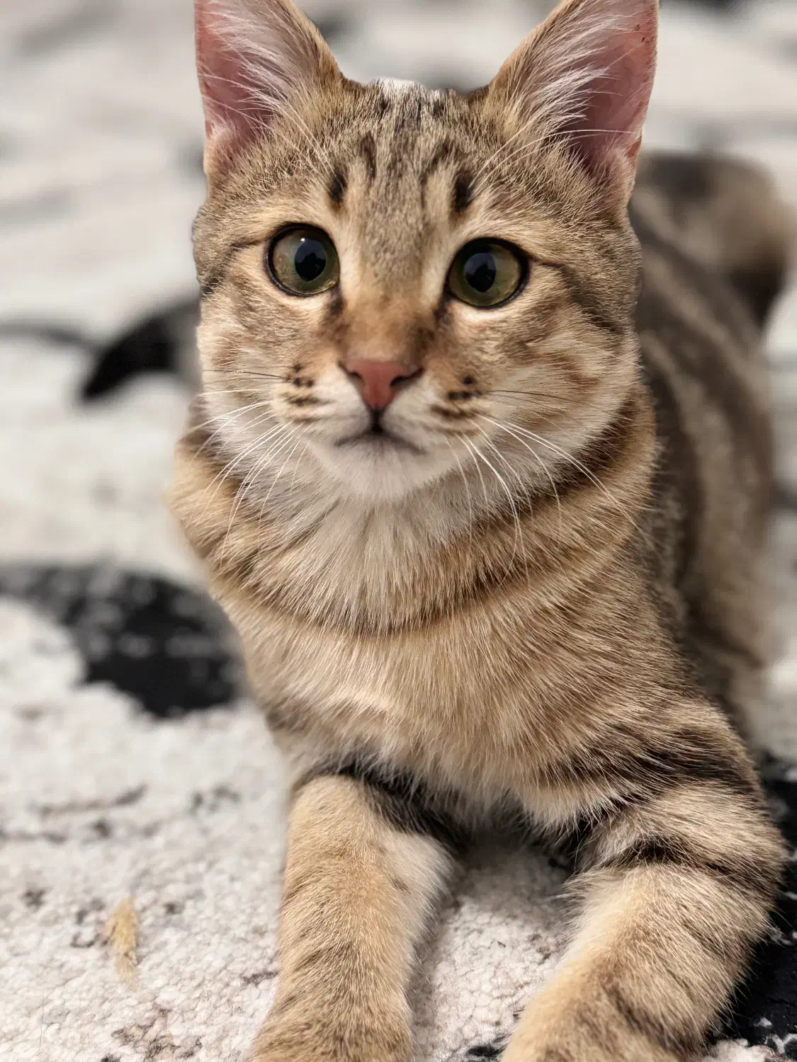 واگذاری گربه خانگی|گربه|زنجان, |دیوار