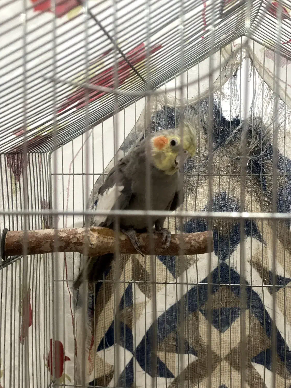 جفت عروس هلندی جون|پرنده|مرودشت, گندم|دیوار