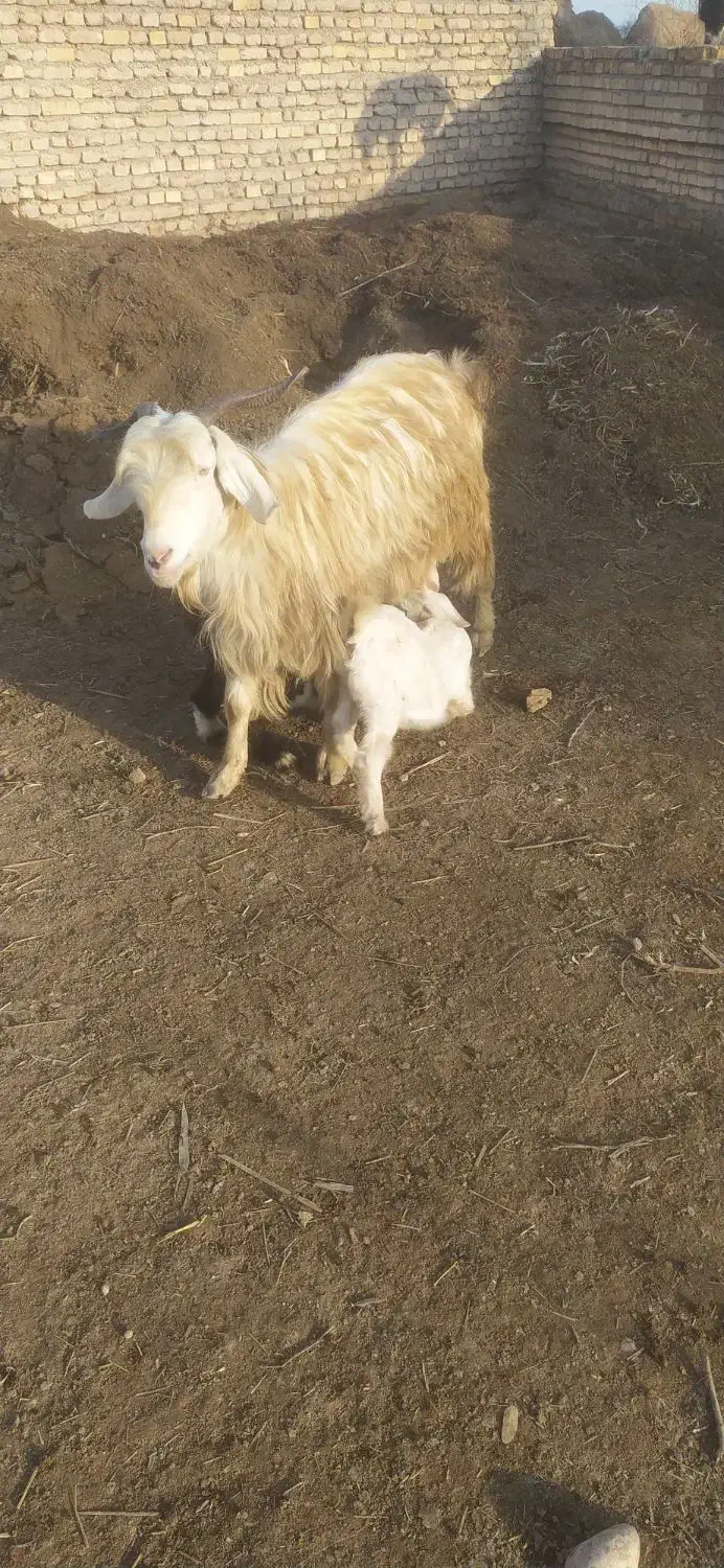 بز جوان با دو عدد بیگ نر وماده|حیوانات مزرعه|شوش, |دیوار