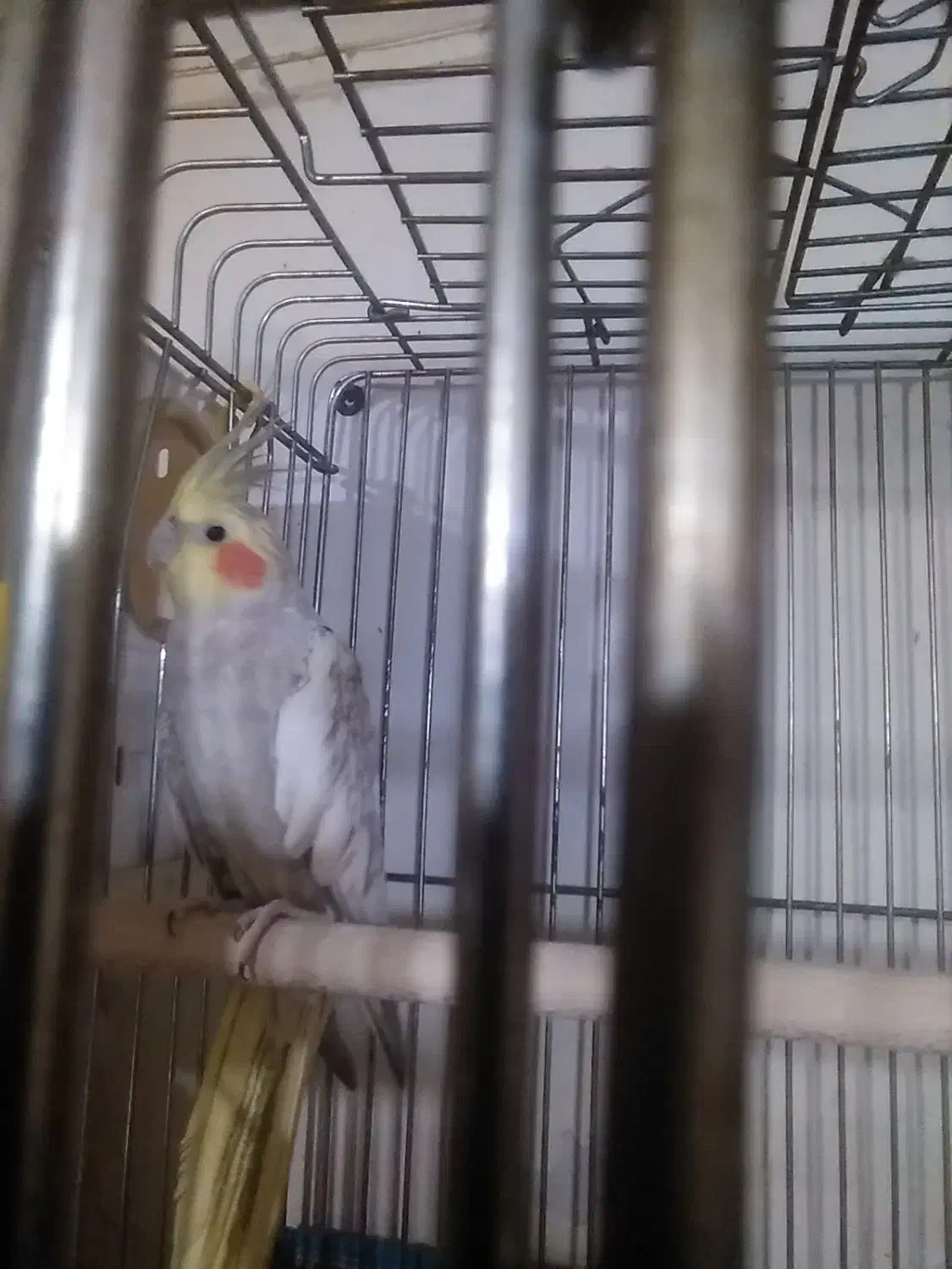 جفت عروس هلندی آهویی|پرنده|شیراز, شیخ علی چوپان|دیوار