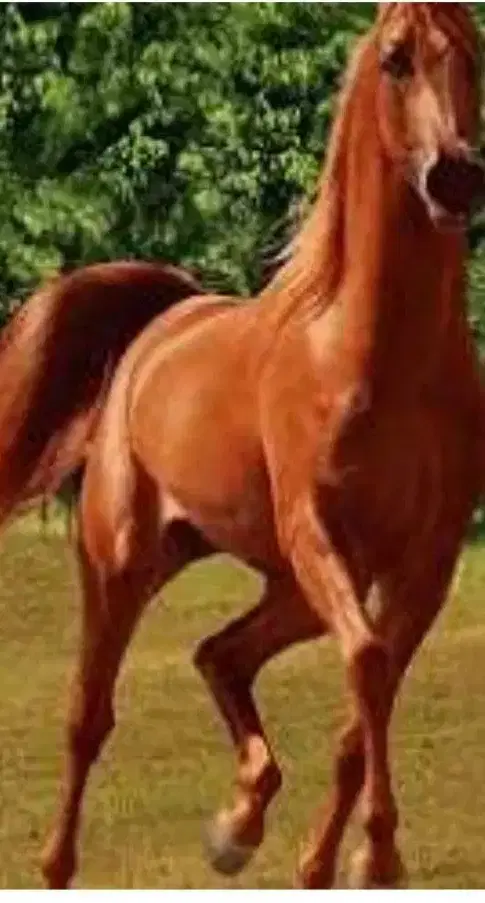 اسب|اسب و تجهیزات اسب‌سواری|شوش, |دیوار
