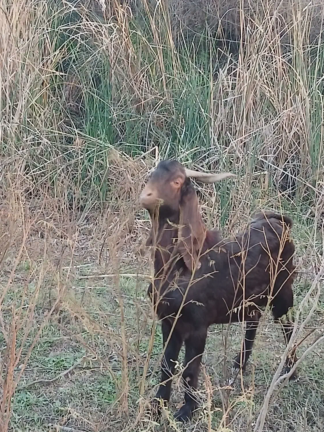 دو عددبیگ یک عدد،،ماده،هیچ نزاییده قصر|حیوانات مزرعه|شوش, |دیوار