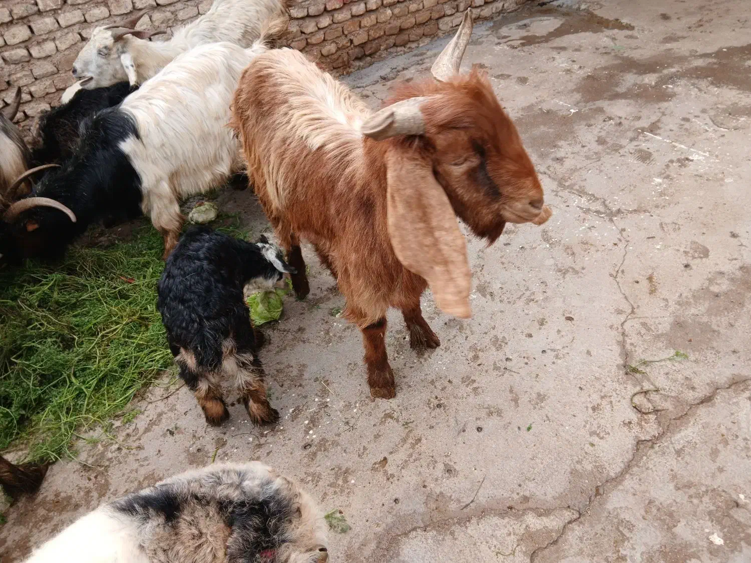 چند راس بز وبیگ|حیوانات مزرعه|دزفول, |دیوار