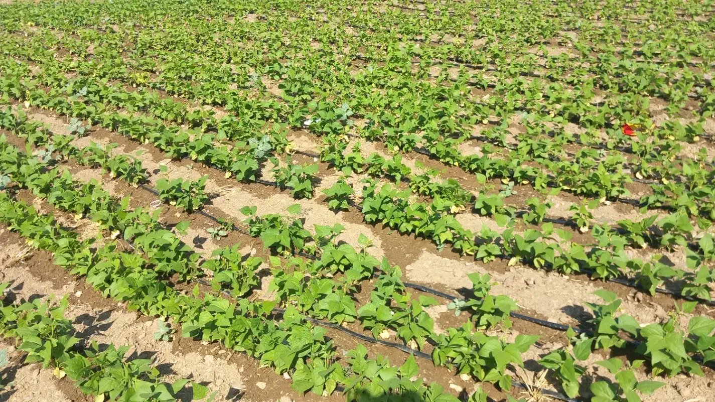 فروش ۳ تن لوبیا چیتی درجه یک پاکوتا|عمده‌فروشی|سارال, |دیوار