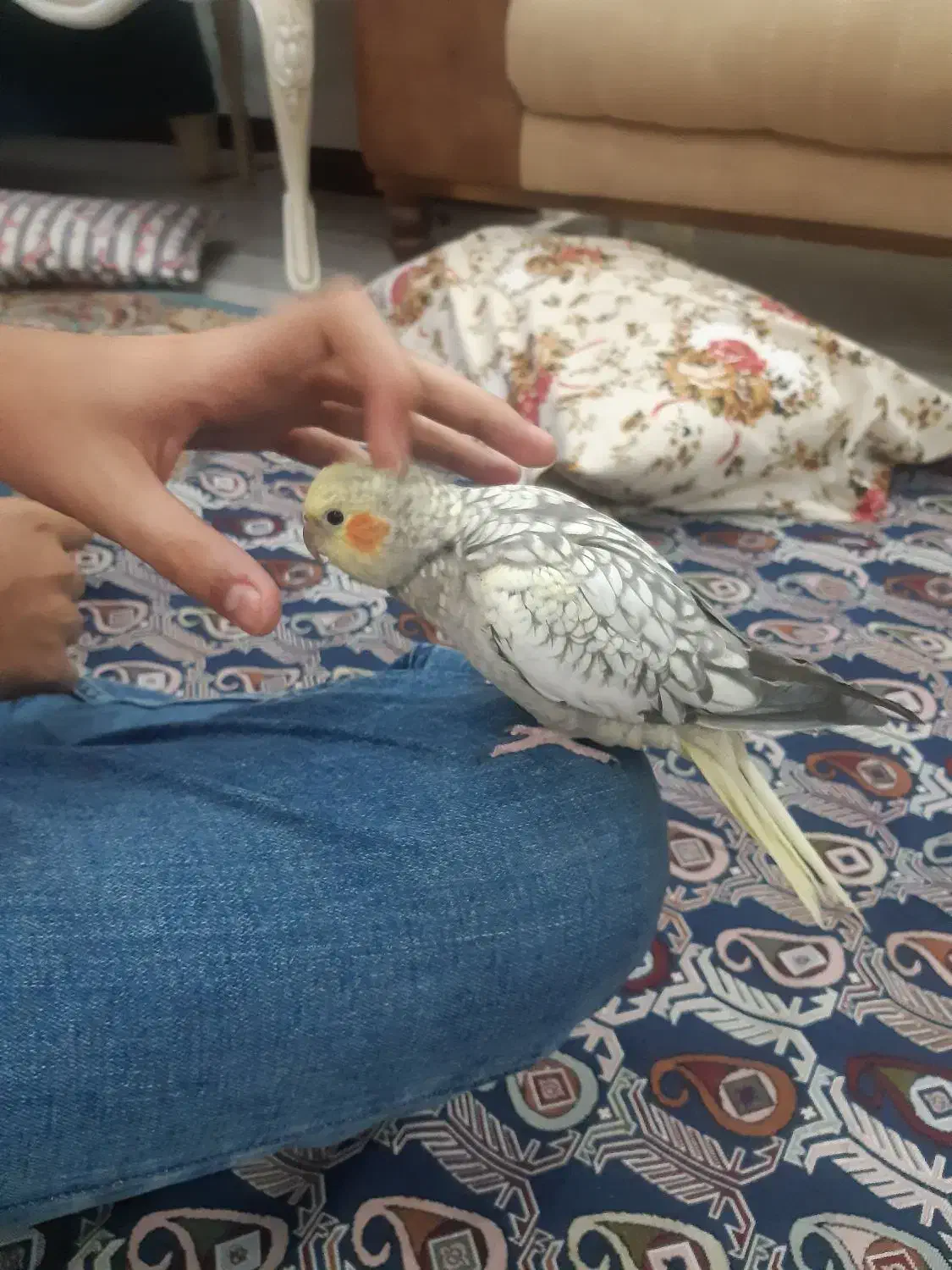 هلندی سخنگو تمام دستی|پرنده|محمدشهر, ولدآباد|دیوار