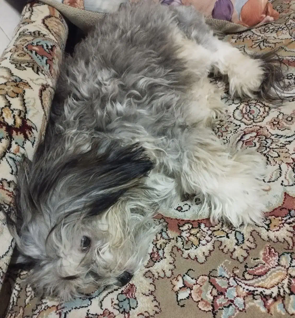 نژاد شیتزو تریر|سگ|تهران, فردوس|دیوار