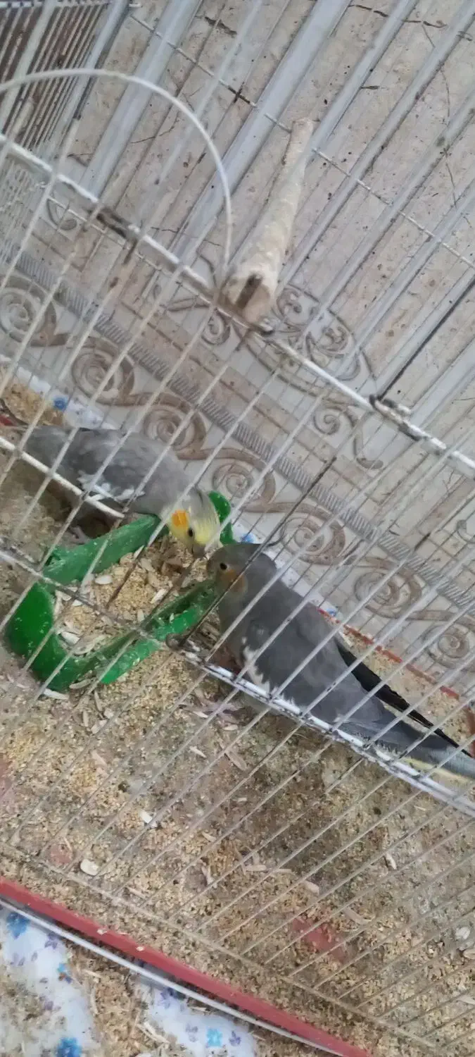 فروش جفت عروس هلندی مولد همراه با جوجه|پرنده|بافق, |دیوار