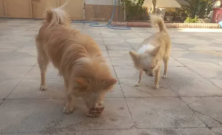 سگ پامر روباهی|سگ|شیراز, ده پیاله|دیوار