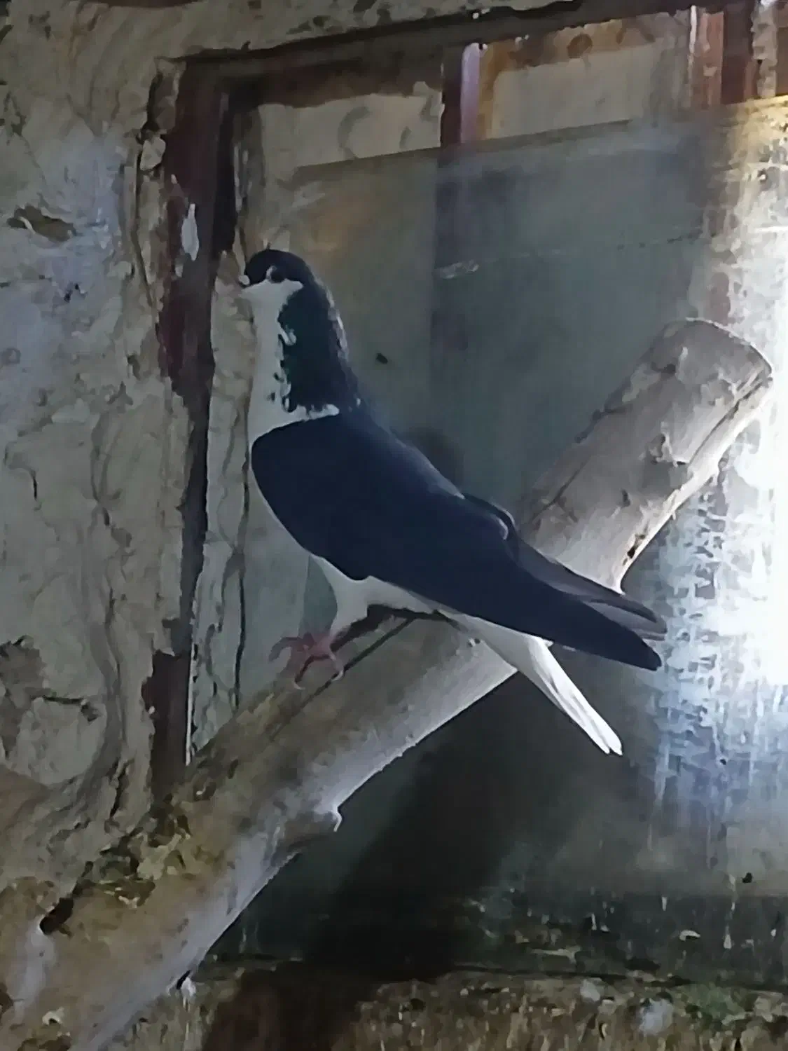 خوشرنگ نر تمیز و خیلی دُرُشت|پرنده|قزوین, |دیوار