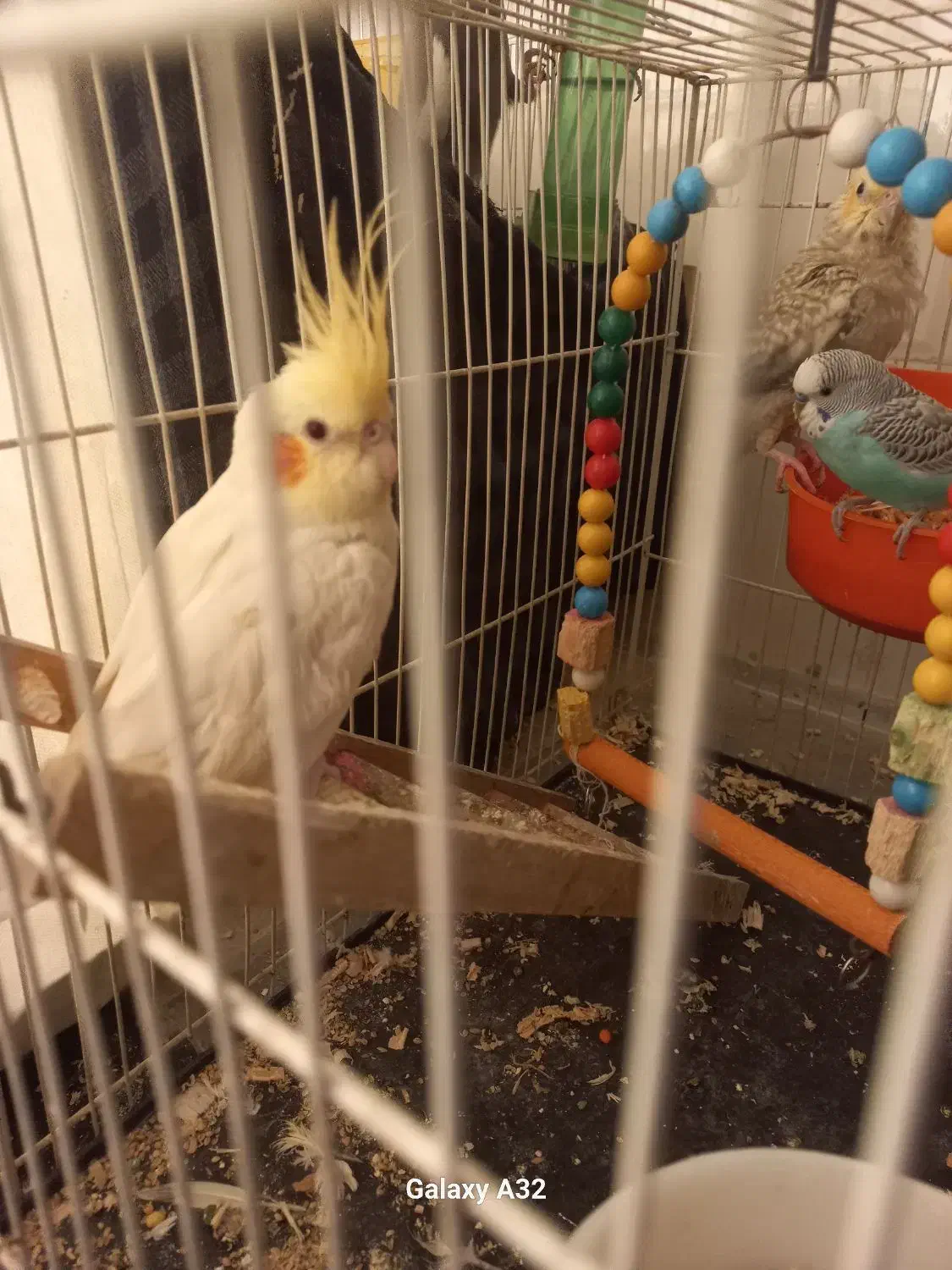 عروس هلندی|پرنده|تربتحیدریه, قائم|دیوار