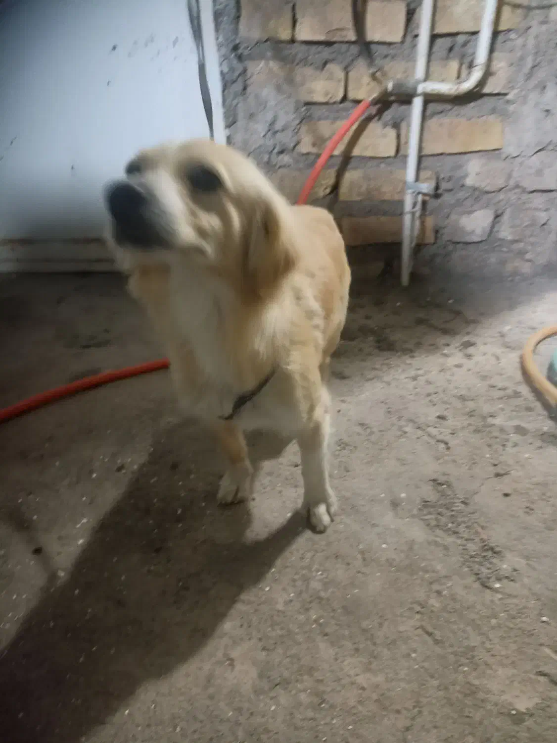 سگ اشپیتز میکس|سگ|کرمان, |دیوار