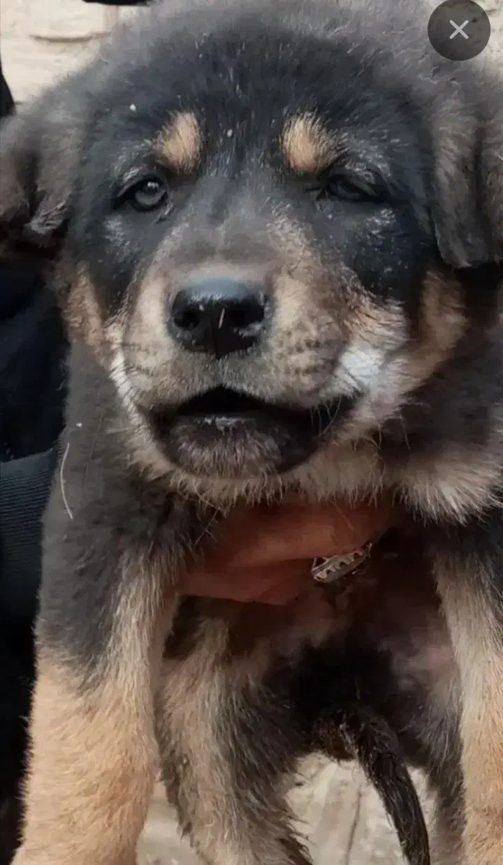 توله عراقی،. پژدر. محمد شهر کرج|سگ|محمدشهر, ولدآباد|دیوار