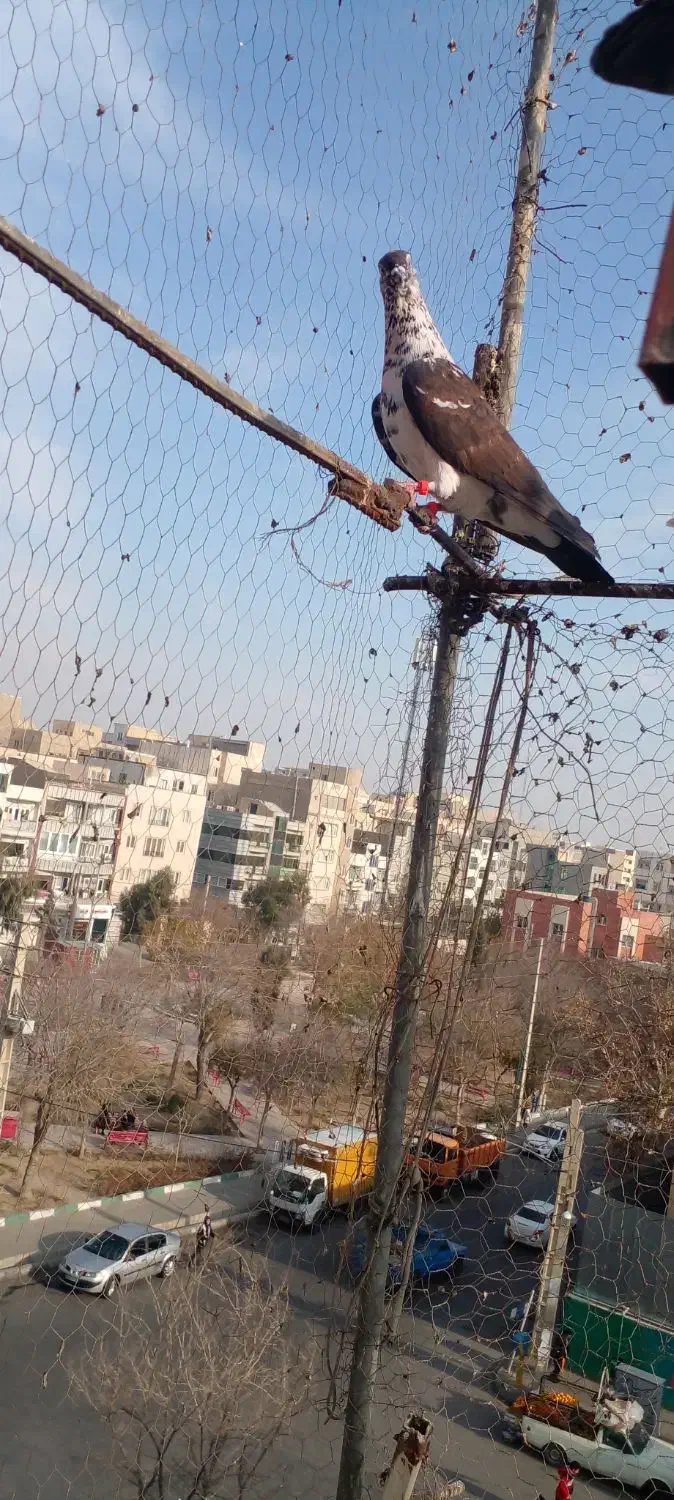 غریب گیری|پرنده|قدس, شهرقدس|دیوار