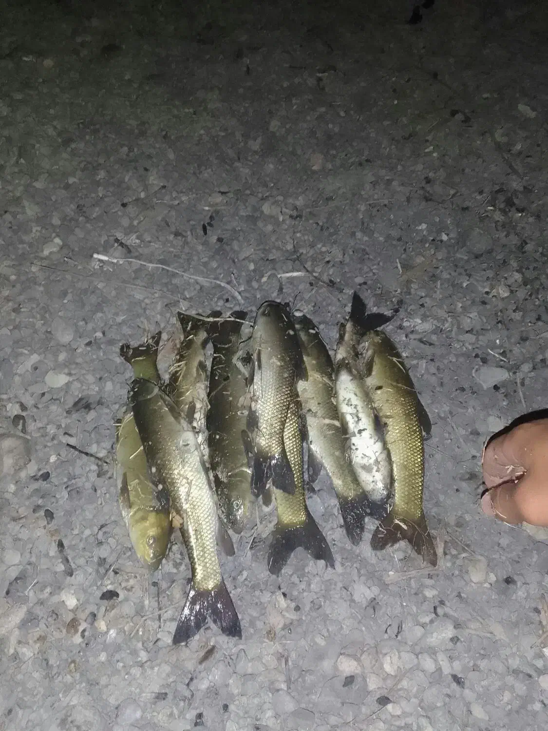 ماهی  تازه|ماهی|شاهین دژ, |دیوار