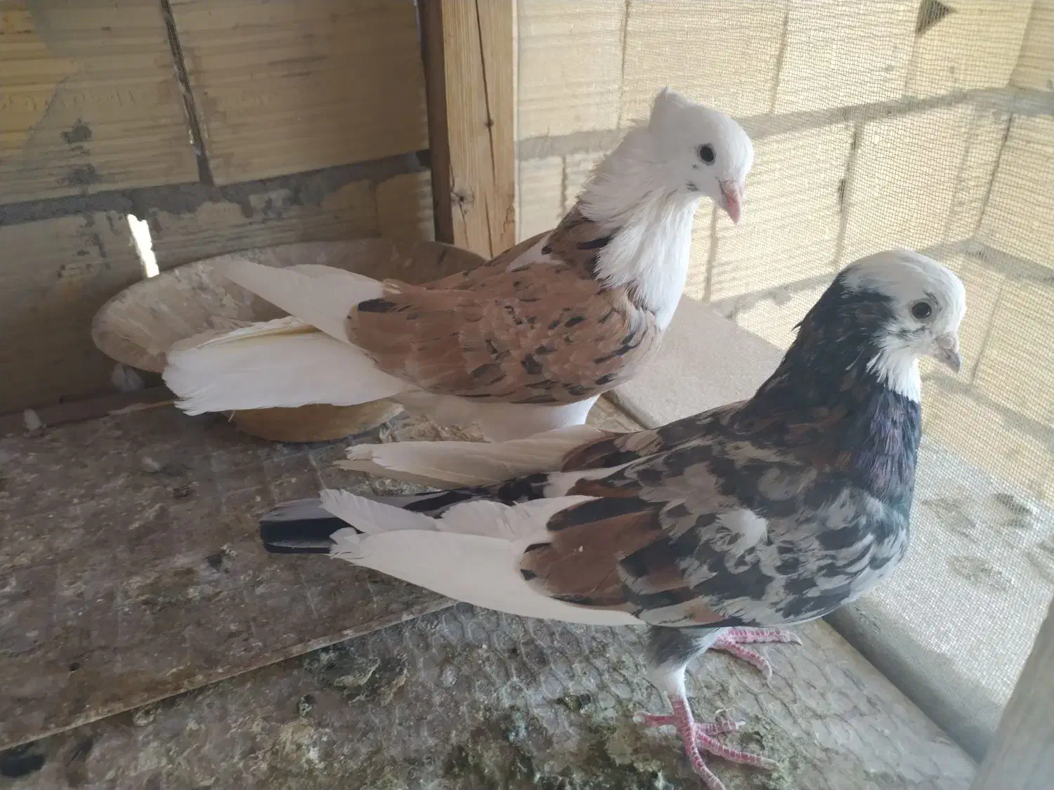 کفتر|پرنده|میبد, |دیوار