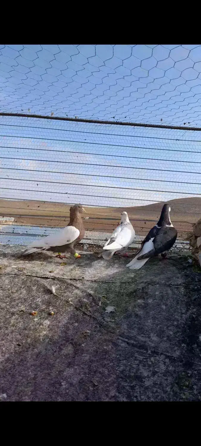 سلام کبوتر|پرنده|زاوه, |دیوار