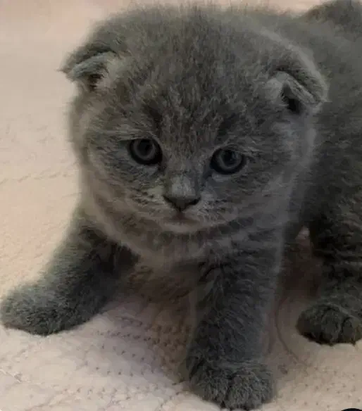 بیرتیش اسکاتیش/بلو دبل فلد/۲ماهه اصیل/آپارتمانی|گربه|فردیس, شهرک ناز|دیوار