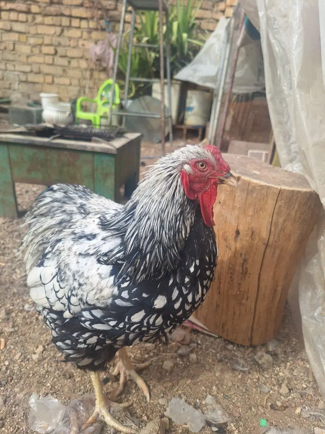 مرغ ویاندوت وگلین|حیوانات مزرعه|شیراز, رکن‌آباد|دیوار