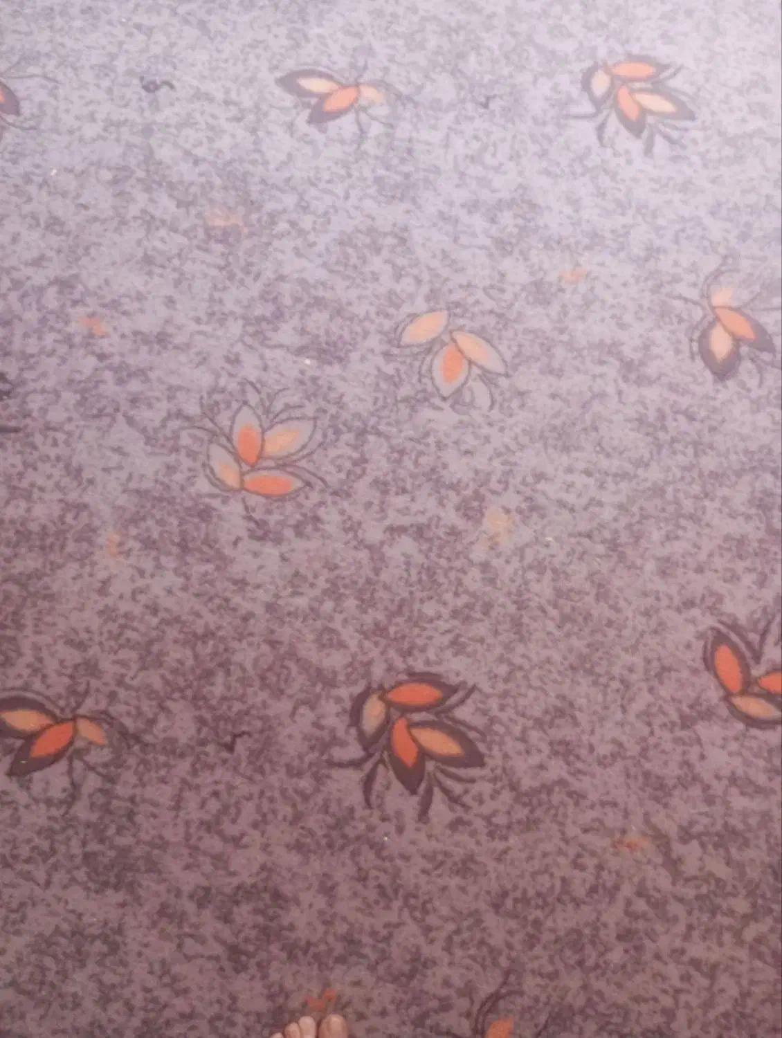 موکت درحدنو|موکت|اردبیل, |دیوار