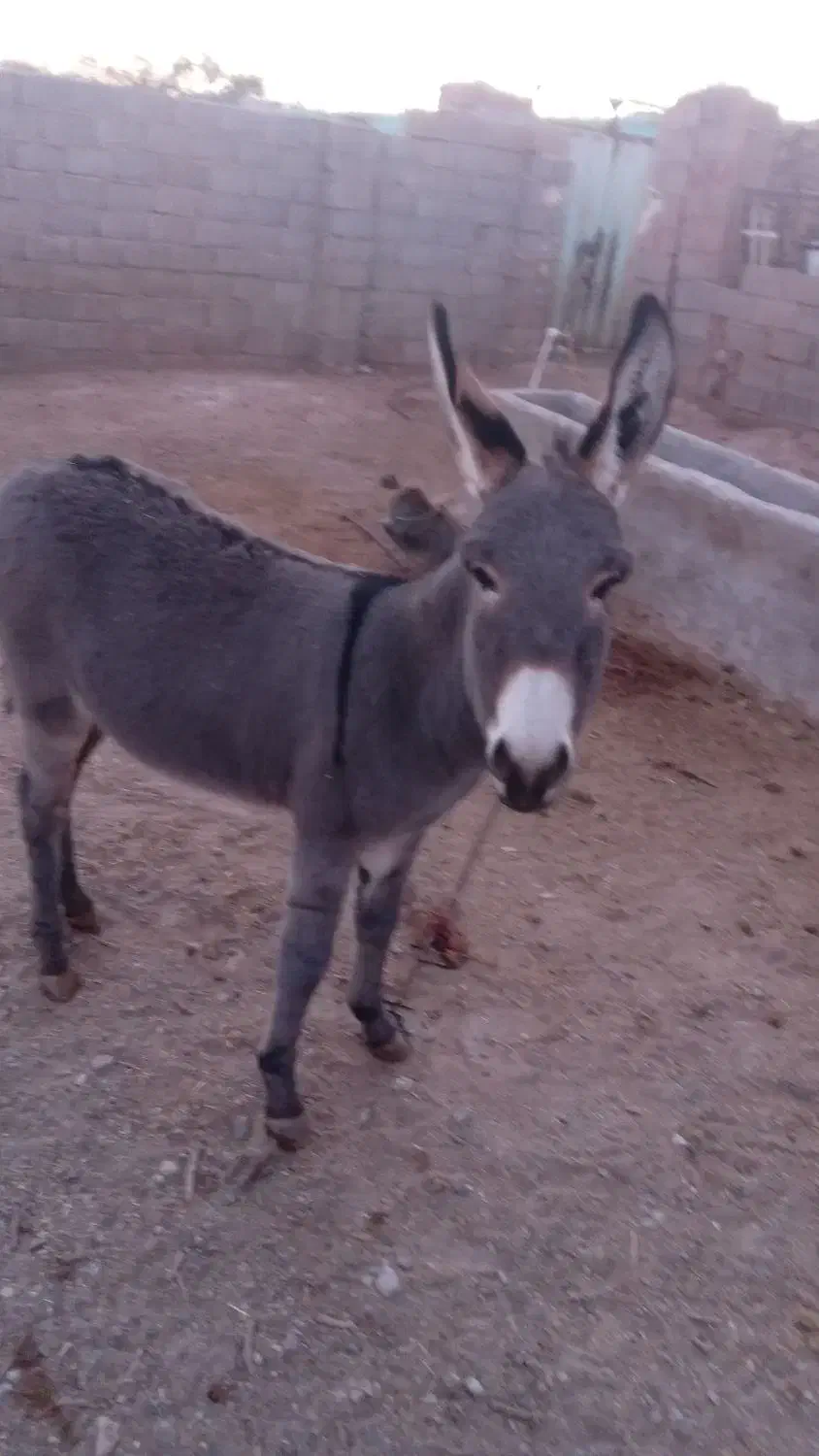 الاغ|حیوانات مزرعه|تربت جام, میان جام|دیوار