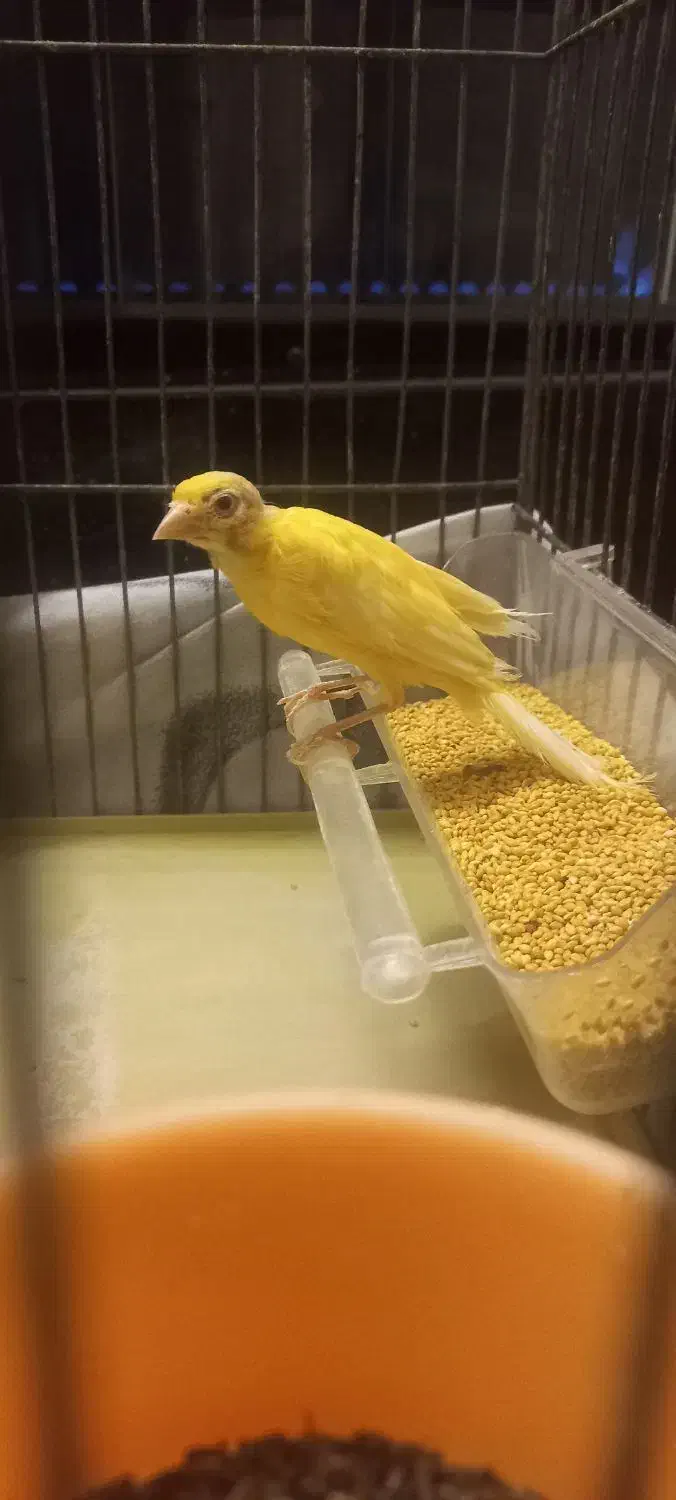 قناری جونه ۶ماهه طلایی ریزه خوان|پرنده|بروجرد, |دیوار