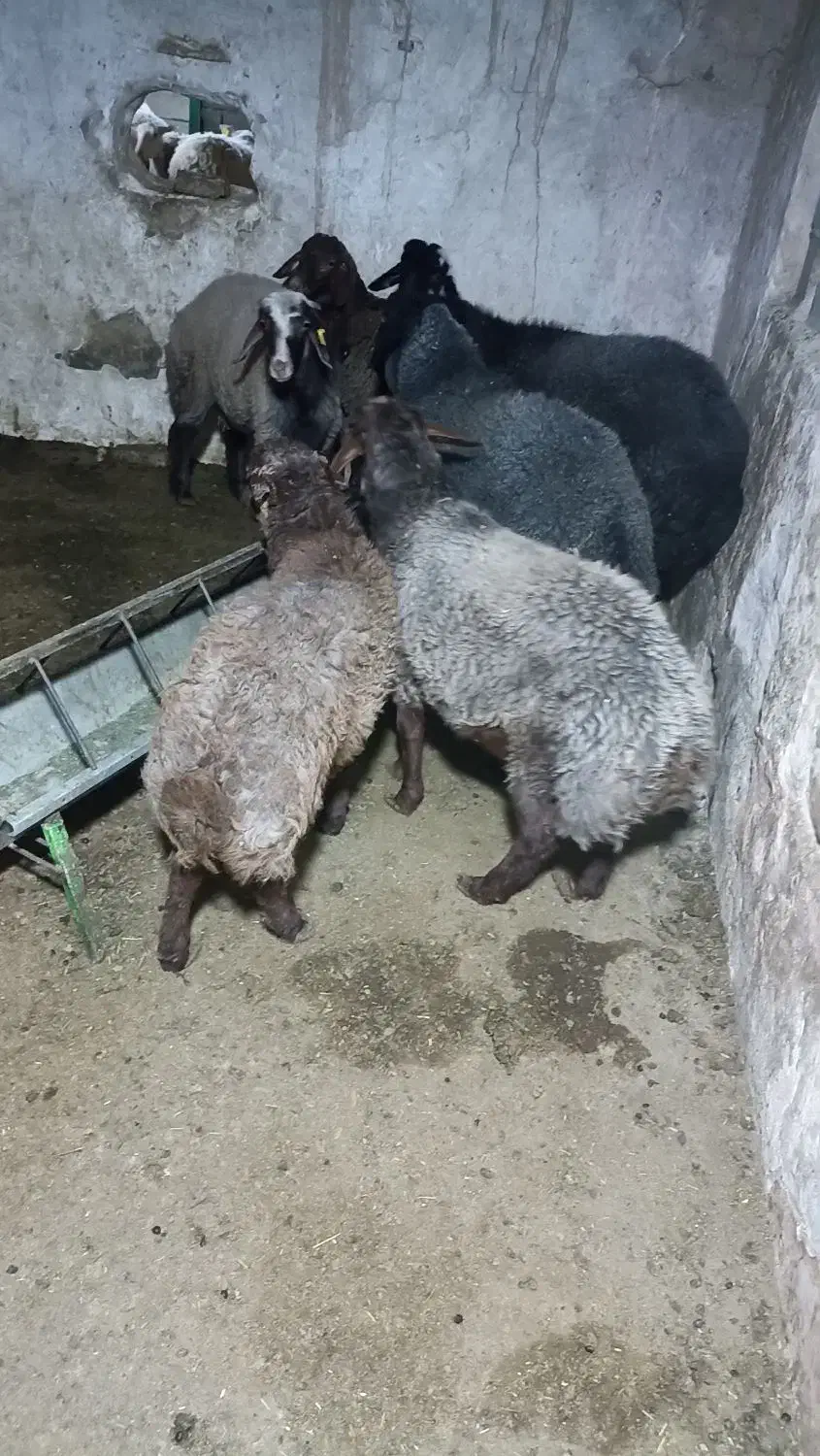 فروش گوسفند زنده|حیوانات مزرعه|پاکدشت, پاکدشت (مامازند)|دیوار