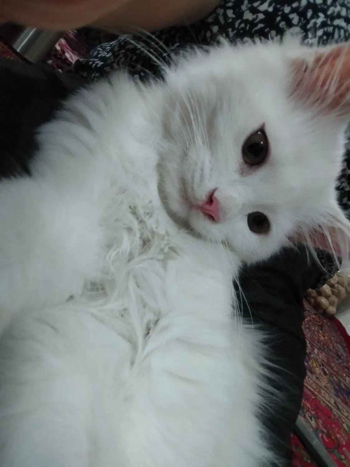 واگزاری پرشین نر فوری|گربه|خوی, |دیوار