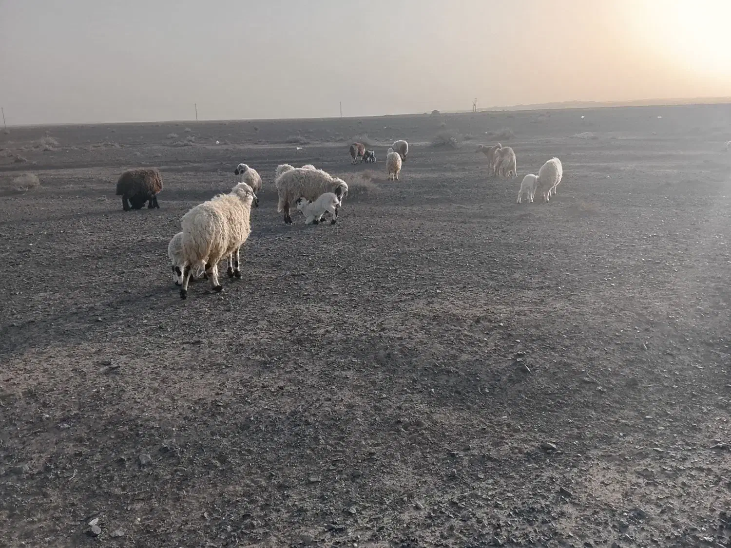 گوسفند|حیوانات مزرعه|خوسف, |دیوار